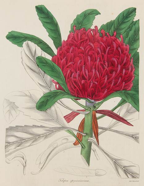Miss Maund, Benjamin Maund (publisher), Telopea speciosissima, Waratah