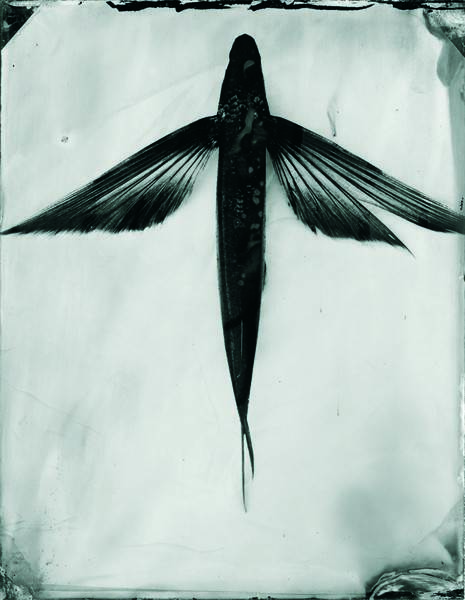 Ryan Ponsford, Bermagui Flying Fish