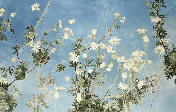 Cressida Campbell, Flannel flowers