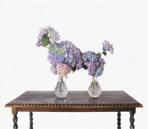 Michael Zavros, The Poodle