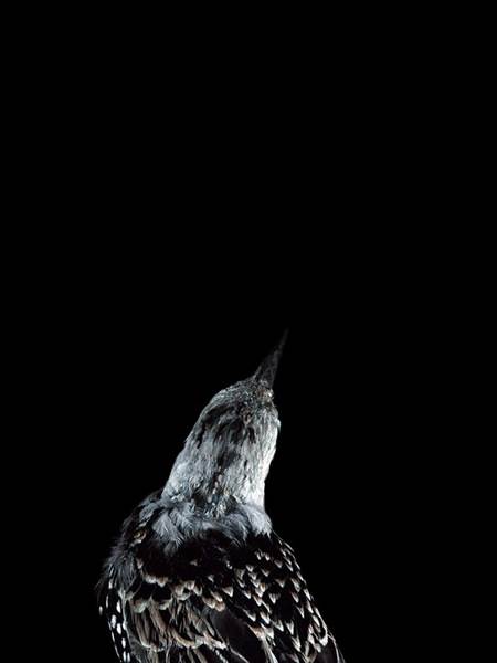 Lynne Roberts Goodwin, Bad Bird #19