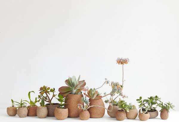 Liane Rossler, Sweet Nature Succulent-Landscape