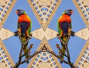 Kent Morris, Cultural Reflections – Billilla Mansion, Rainbow Lorikeet #2