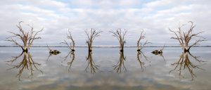 Nici Cumpston, Oh my Murray Darling