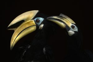© Antonio Liebana Navarro, Wildlife Photographer of the Year