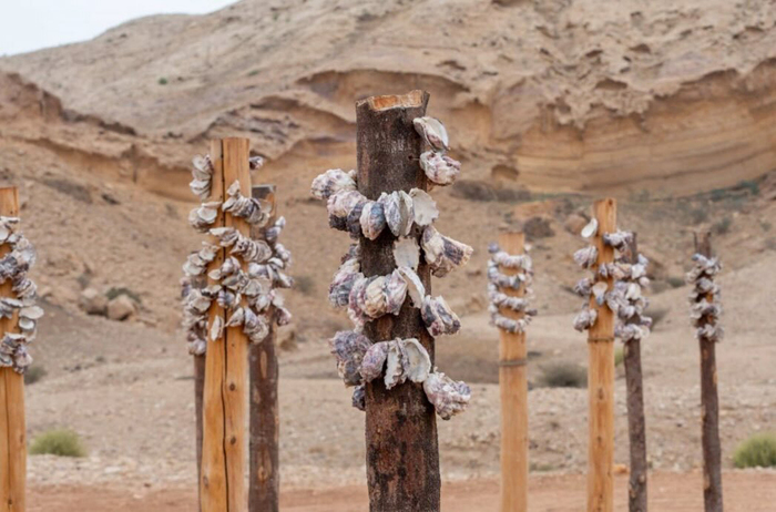 Megan Cope, Kinyingarra Poles, 2024