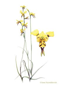 Anna Voytsekhovich, Diuris sulphurea