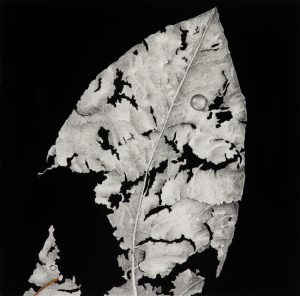 Sharon Field, Crumbling ghosts of seasons past