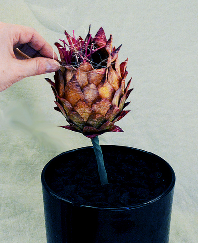 Pamela Bain, Cardoon Object, 2005