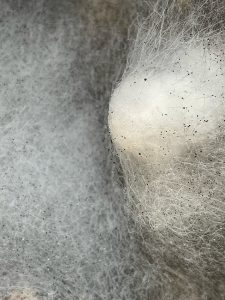 Alexandra Byrne, Carbon Webs: Pin Mould – Mucorales No1568