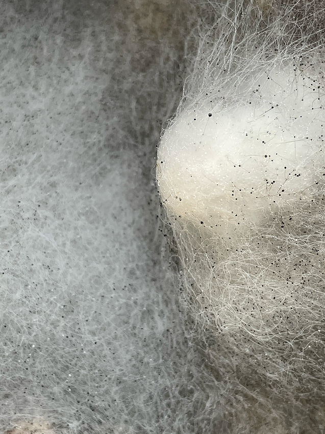 Alexandra Byrne, Carbon Webs: Pin Mould – Mucorales No1568