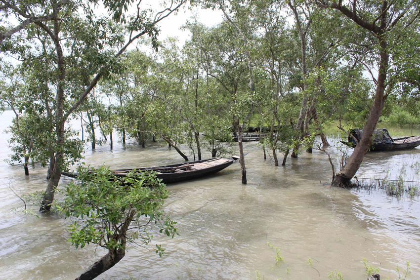 Pratyay Raha, Mangroves in the Sundarbans, Satjelia Island, 2024