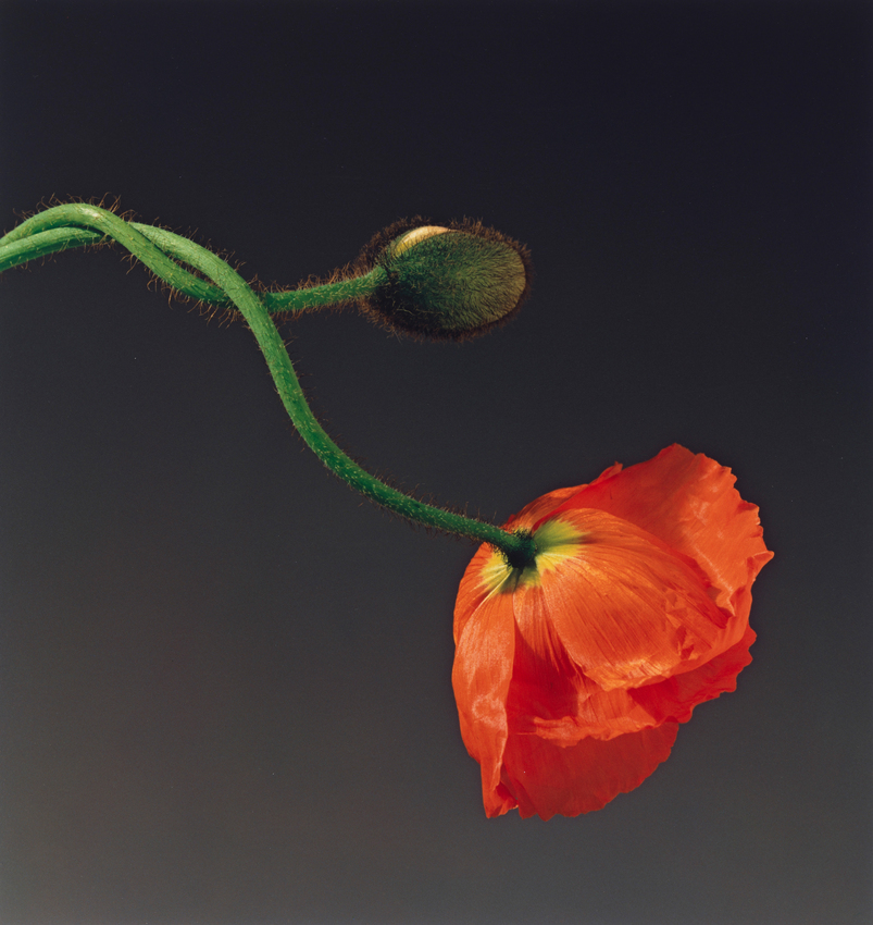 Robert Mapplethorpe, Poppy, 1988