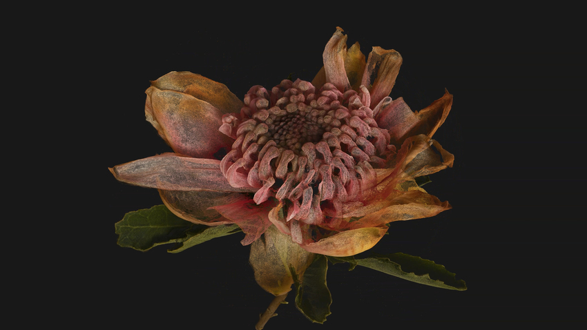 Alison Bennett, vegetal / digital (Waratah), 2021