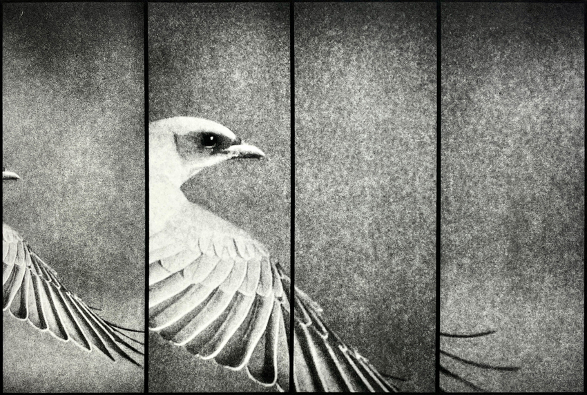 Sally North, Fragments of flight, 2025