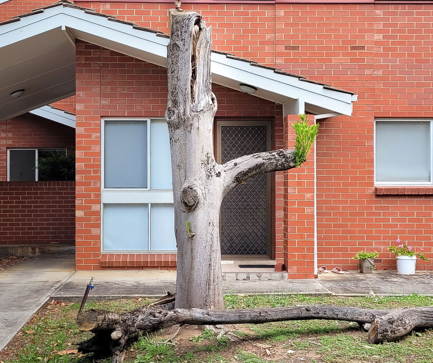 Bridget Currie, trees among people: knowledge follows form, 2025