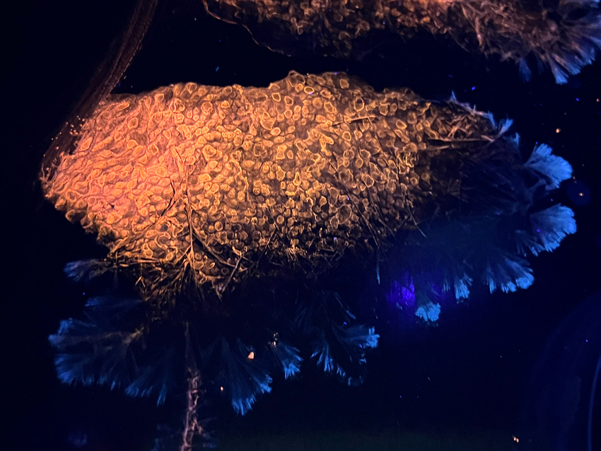 Wona Bae and Charlie Lawler, Primary Succession, 2026