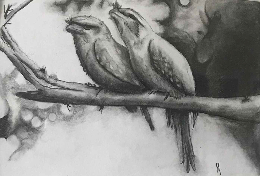 Jeff Thege, Tawny Frog Mouths