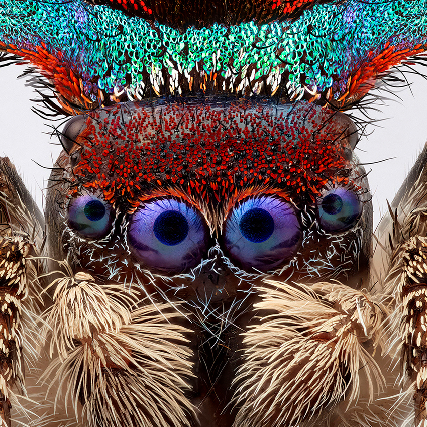 Maria Fernanda Cardoso, Spiders of Paradise: Maratus karrie, 2024