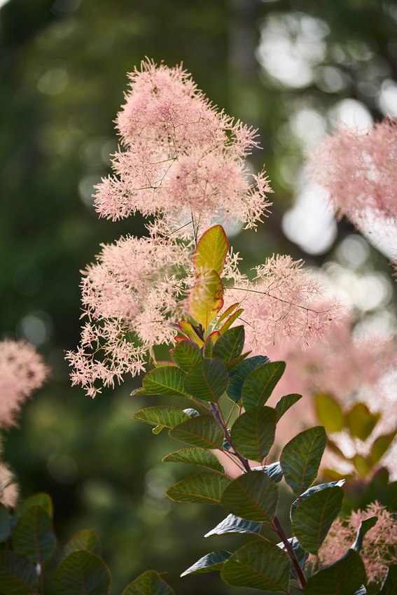 The Secret Life of Gardens