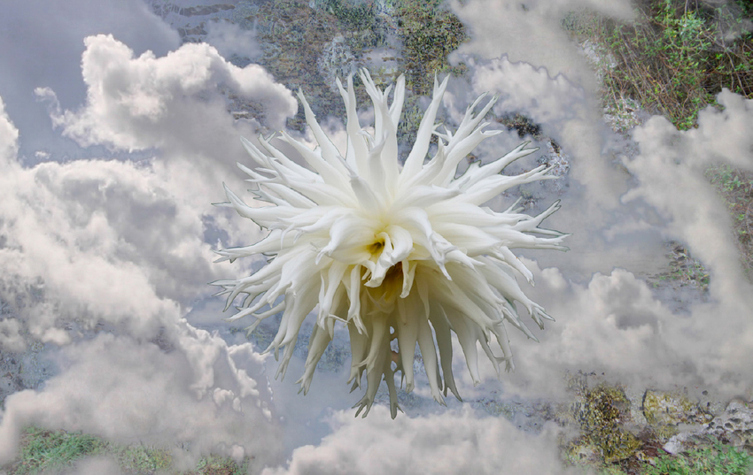 Tim Gruchy, Dissolving World (still), 2021